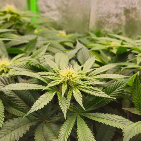Super Lemon Haze growlog timeline photo