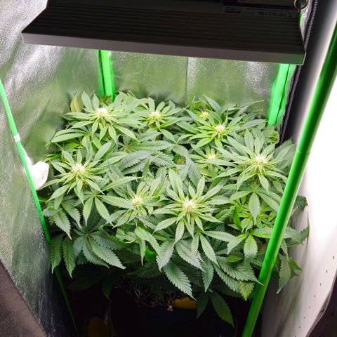 Super Lemon Haze growlog timeline photo