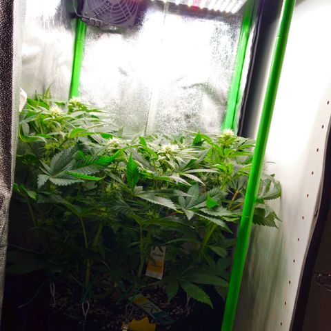 Super Lemon Haze growlog timeline photo