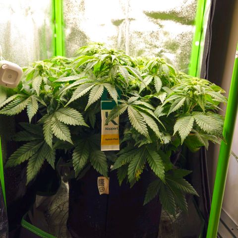 Candy Kush Express growlog timeline photo