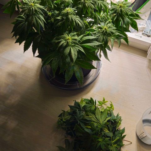 Candy Kush Express growlog timeline photo