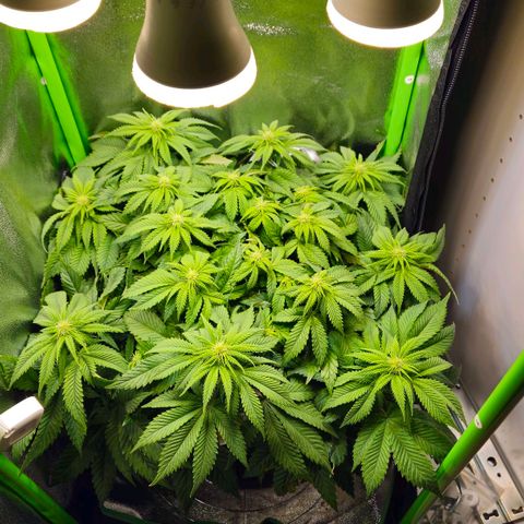Candy Kush Express growlog timeline photo