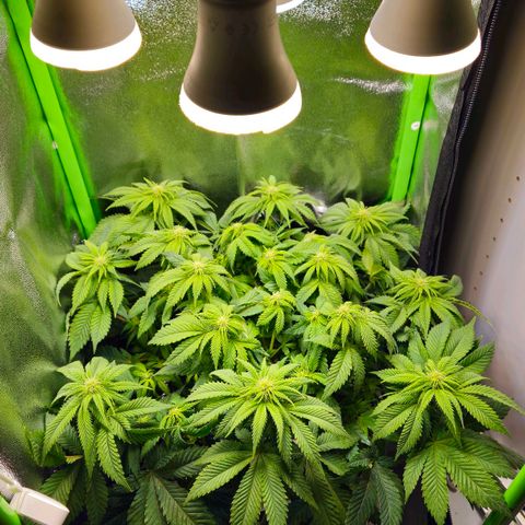 Candy Kush Express growlog timeline photo