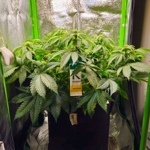 Candy Kush Express growlog timeline photo