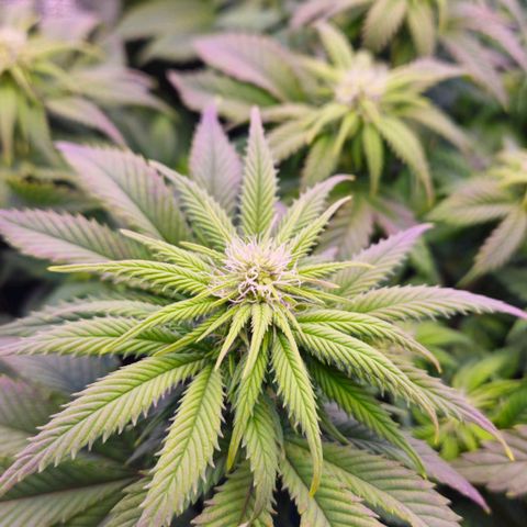 Candy Kush Express growlog timeline photo