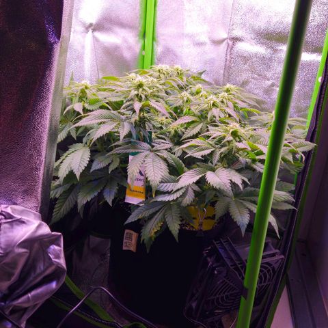 Candy Kush Express growlog timeline photo