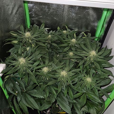 Super Lemon Haze growlog timeline photo