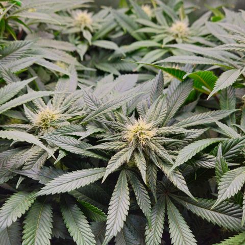 Super Lemon Haze growlog timeline photo