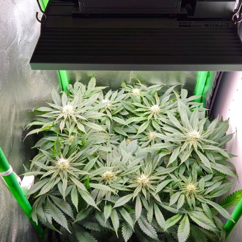 Super Lemon Haze growlog timeline photo