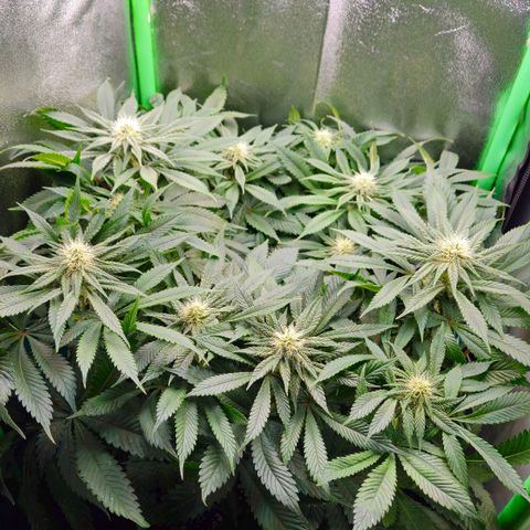 Super Lemon Haze growlog timeline photo