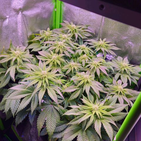 Candy Kush Express growlog timeline photo