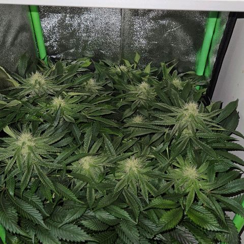 Super Lemon Haze growlog timeline photo
