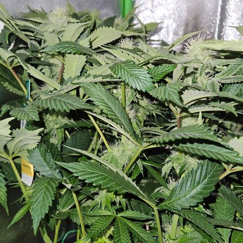 Super Lemon Haze growlog timeline photo
