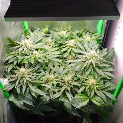 Super Lemon Haze growlog timeline photo