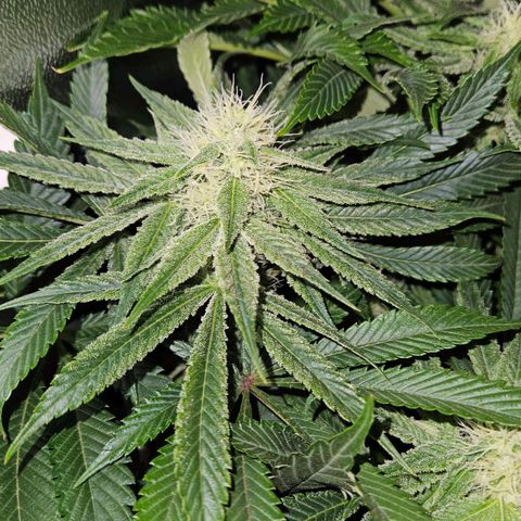 Super Lemon Haze growlog timeline photo