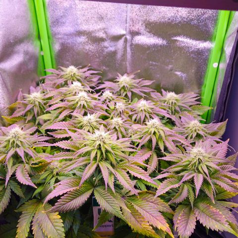 Candy Kush Express growlog timeline photo