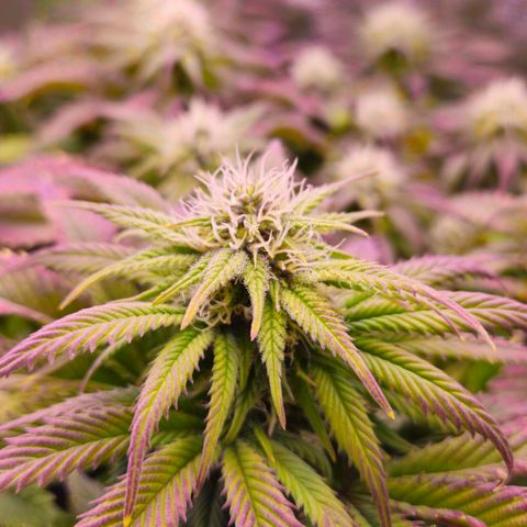 Candy Kush Express growlog timeline photo