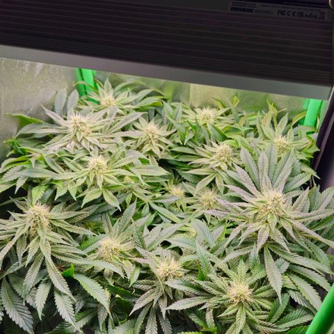 Super Lemon Haze growlog timeline photo