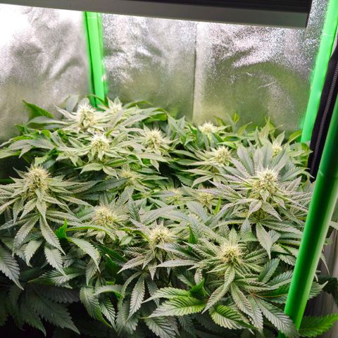 Super Lemon Haze growlog timeline photo