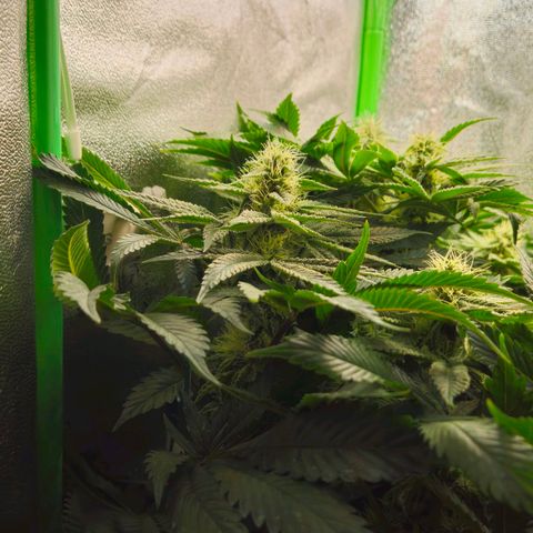 Super Lemon Haze growlog timeline photo