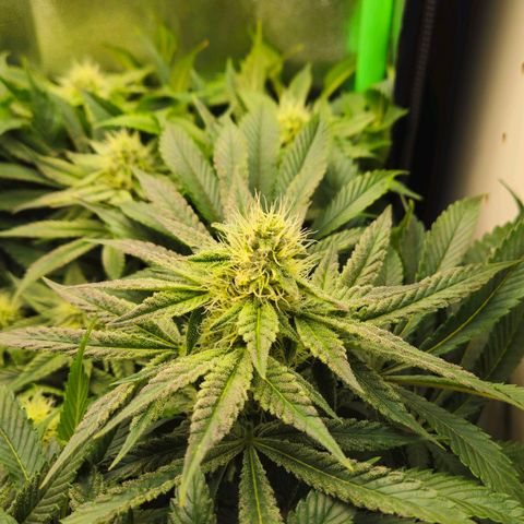 Super Lemon Haze growlog timeline photo