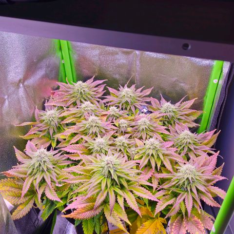Candy Kush Express growlog timeline photo