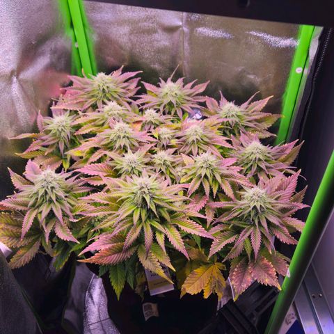 Candy Kush Express growlog timeline photo