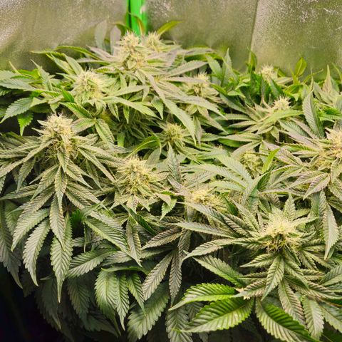Super Lemon Haze growlog timeline photo