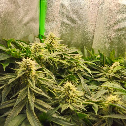 Super Lemon Haze growlog timeline photo