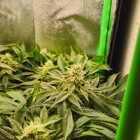 Super Lemon Haze growlog timeline photo