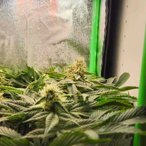Super Lemon Haze growlog timeline photo