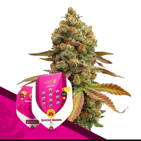 Foto 2 del growlog de Special Queen #1