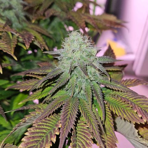 Candy Kush Express growlog timeline photo