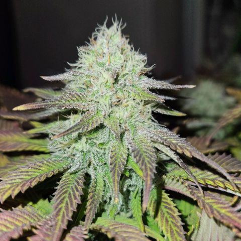 Candy Kush Express growlog timeline photo