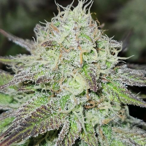 Candy Kush Express growlog timeline photo