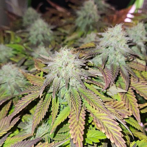Candy Kush Express growlog timeline photo