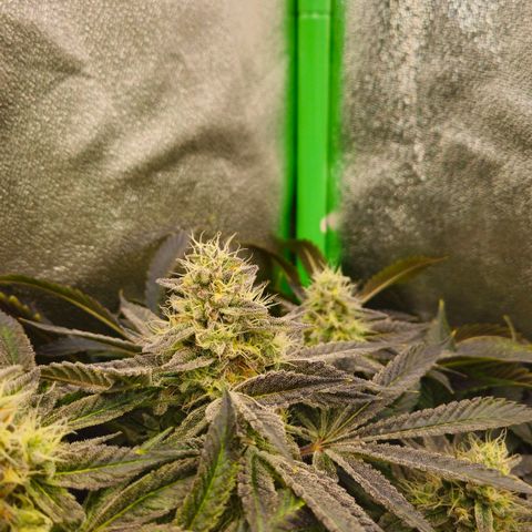 Super Lemon Haze growlog timeline photo
