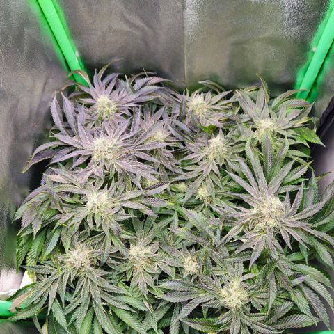 Super Lemon Haze growlog timeline photo