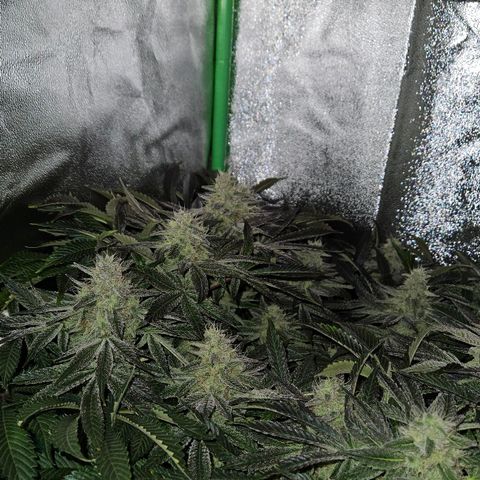 Super Lemon Haze growlog timeline photo