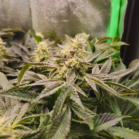 Super Lemon Haze growlog timeline photo