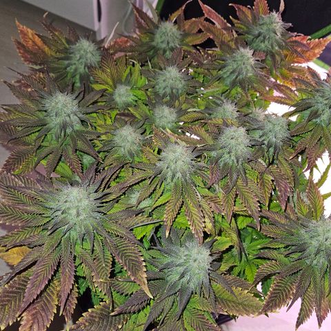 Candy Kush Express growlog timeline photo