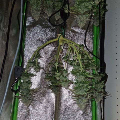 Candy Kush Express growlog timeline photo