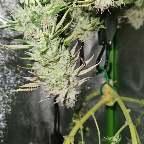 Candy Kush Express growlog timeline photo