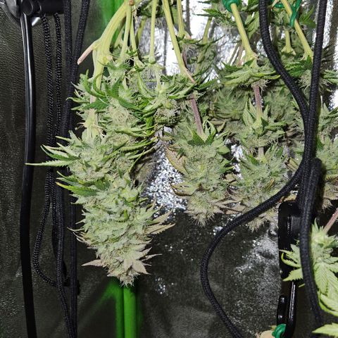 Candy Kush Express growlog timeline photo