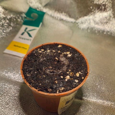 Special Queen #1 growlog timeline photo
