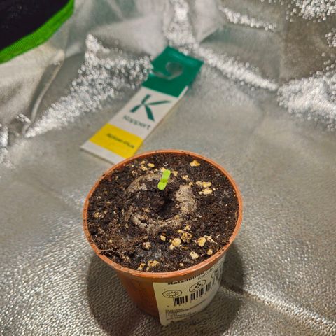 Special Queen #1 growlog timeline photo