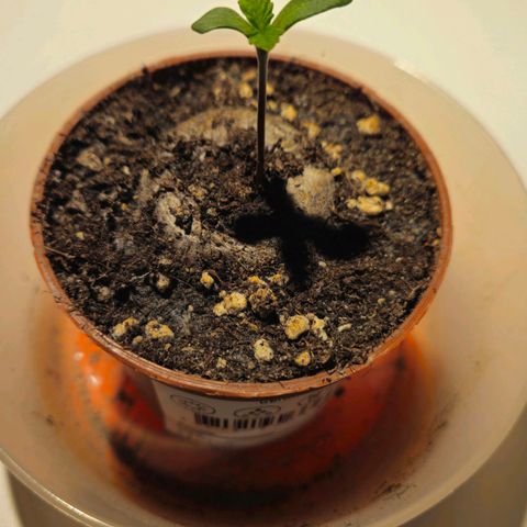 Special Queen #1 growlog timeline photo