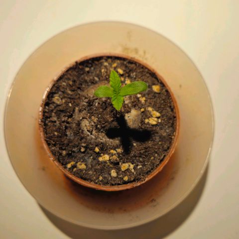 Special Queen #1 growlog timeline photo