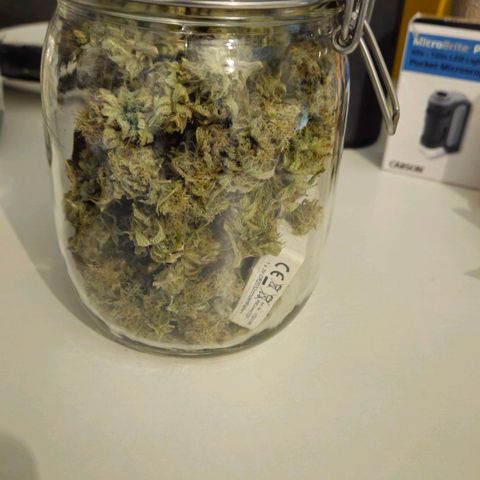 Candy Kush Express growlog timeline photo