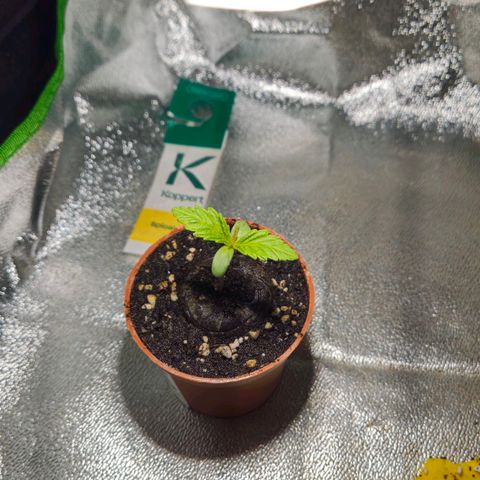 Special Queen #1 growlog timeline photo